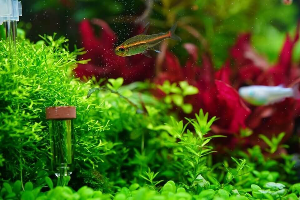 Fish tank artificial plants best sale